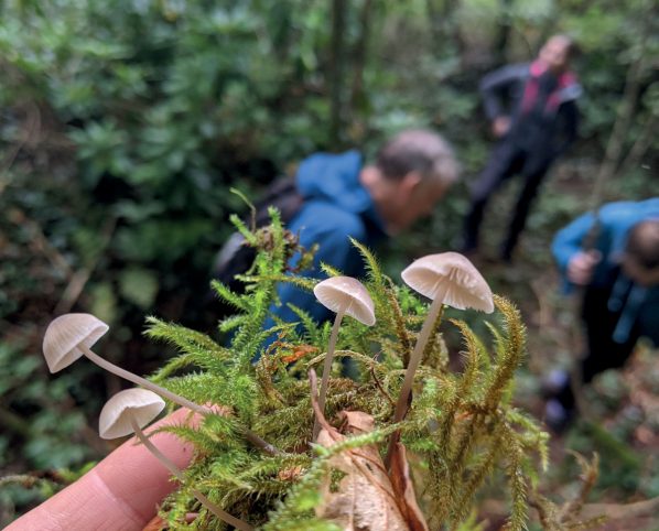 Hand holding fungi up to the camera with people searching for fungi in the background to promote UK Fungus Day