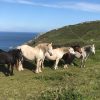 Five Welsh mountain ponies standing on a grassy clifftop footpath. Three white, one brown and one black. Location pictured is Pwll Dawne, St Nicholas, Pembrokeshire