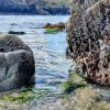 View from a tidal pool across the sea, which is rolling into a bay, towards cliffs in the distance. Seaweed around the rocks and limpets clinging to the rocks. Location featured is Traeth Llyfn, Pembrokeshire