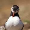 Close up photograph of an atlantic puffin preening its feathers with its colourful beak. Taken on Skomer Island, Pembrokeshire