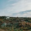 Four Welsh mountain ponies grazing on rough terrain covered by various plants including ferns and grasses with the occasional stone poking out from beneath the undergrowth. Location pictured is St David&#039;s Head, Pembrokeshire