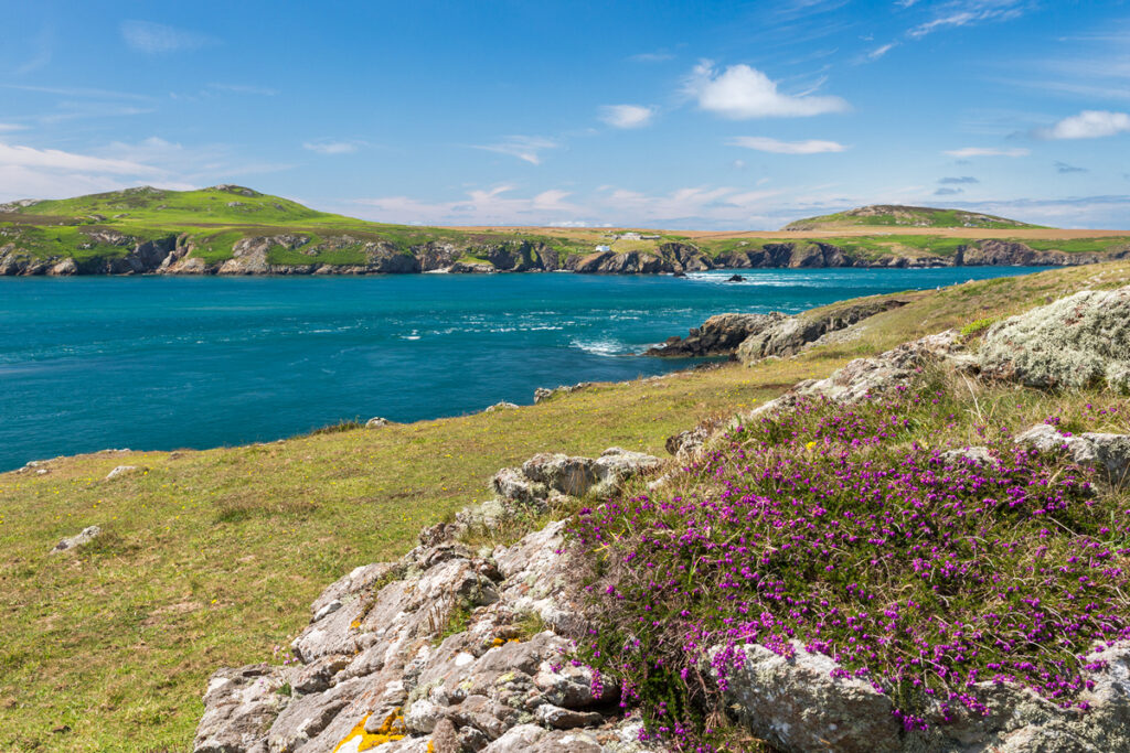 The headland at Treginnis, looking out to Ramsay Island on a fine summer's day, with wildflowers in the foreground.