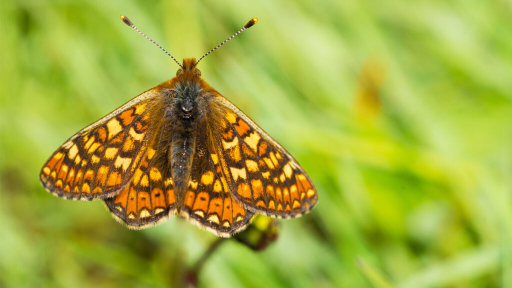 A close-up image of a marsh fritillary butterfly against a green background.