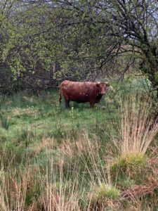 A bull in a field