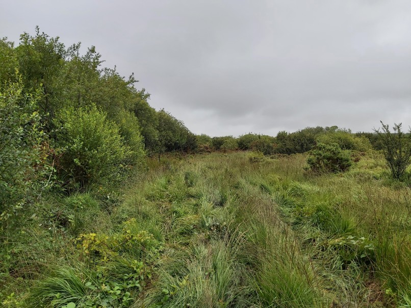 A field in Pembrokeshire