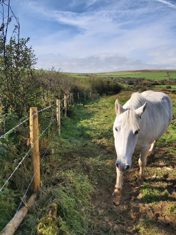 A small Tyriet fence with a friendly white pony in the foreground